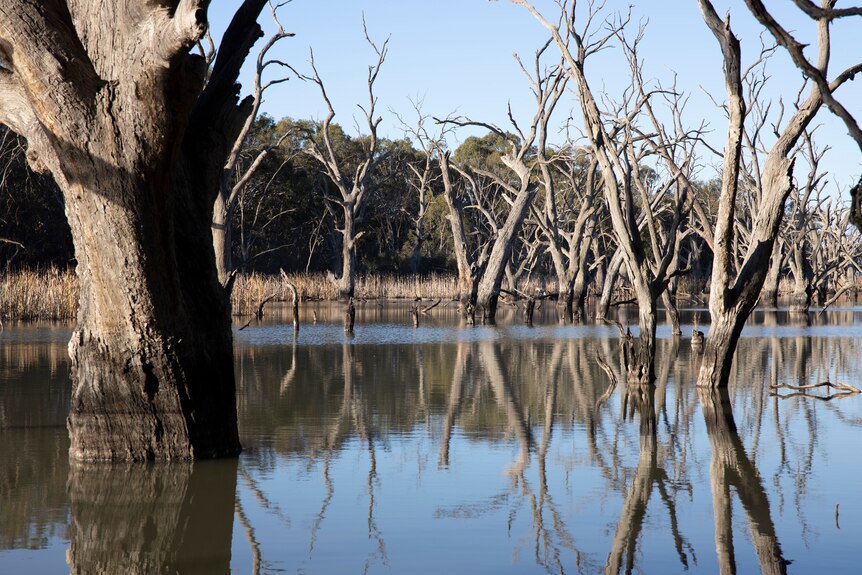 Wetlands in the Murray-Darling Basin