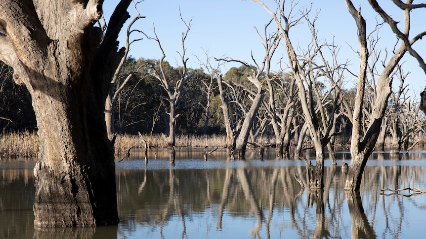 Dead trees in a river.