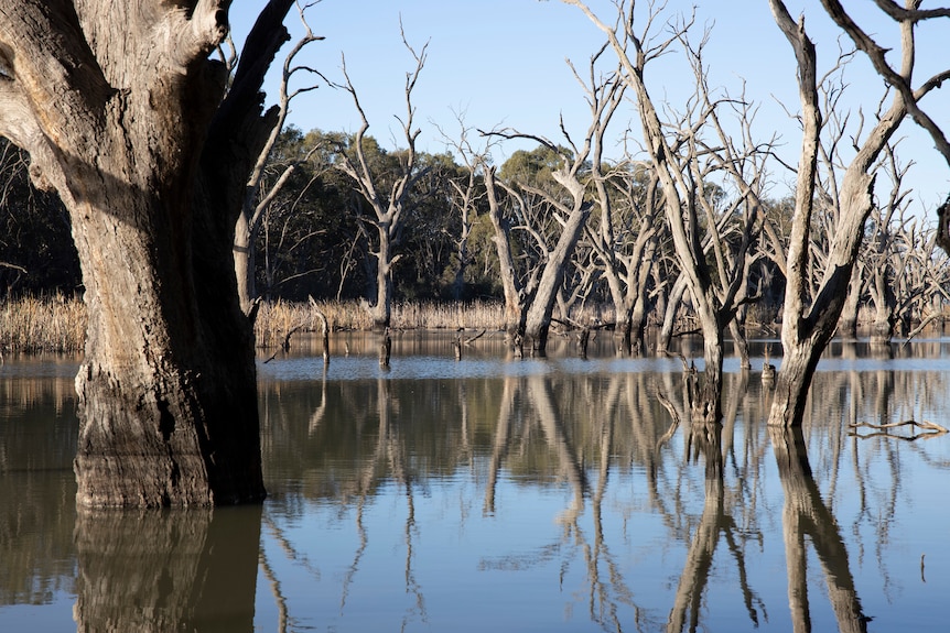 Dead trees in a river.