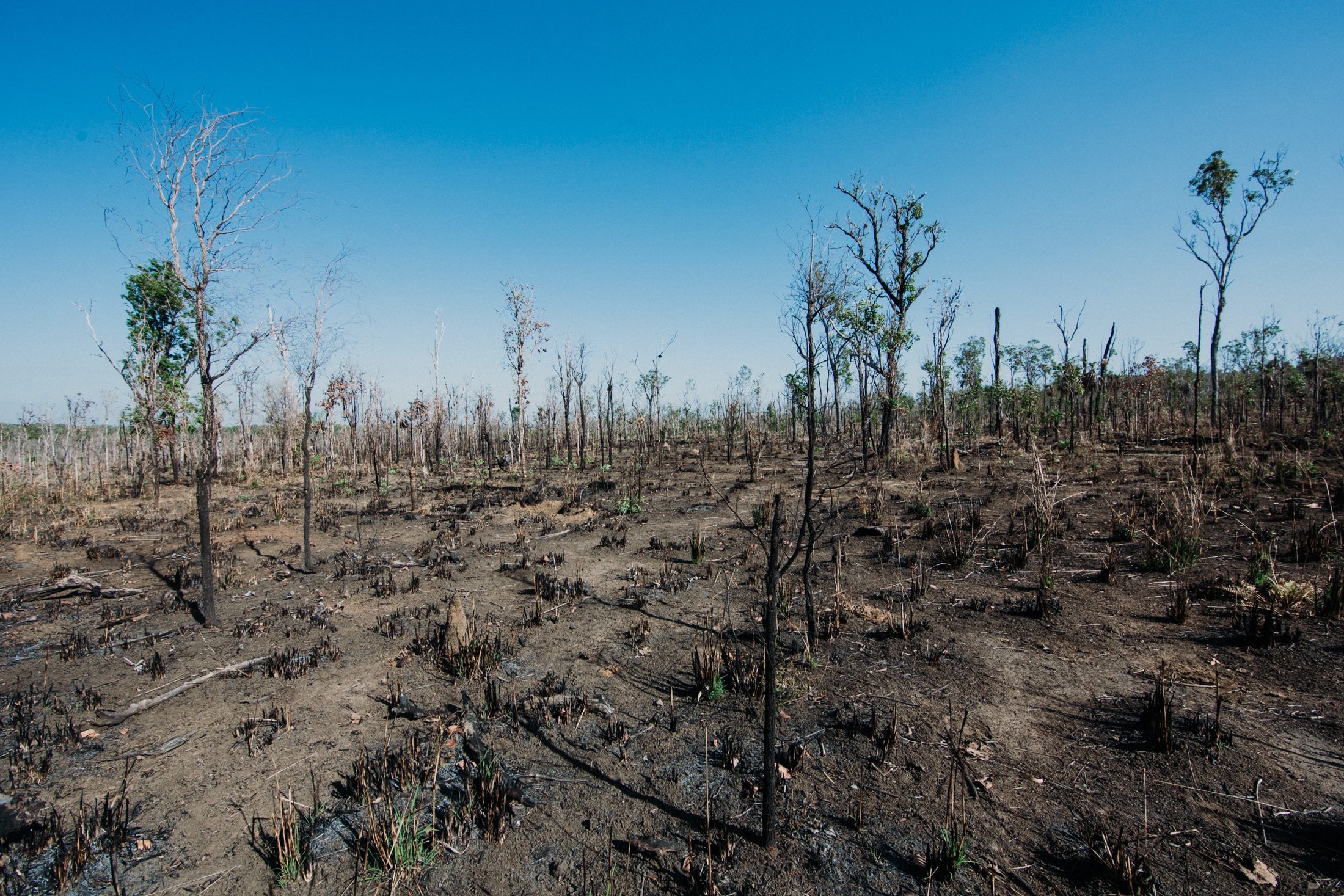 Os restos carbonizados de capim de camarão queimado