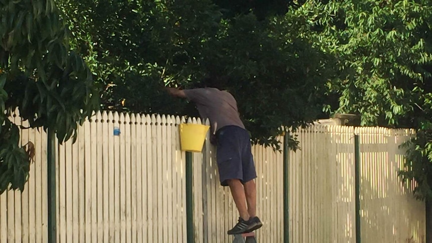 Man picking fruit over a fence