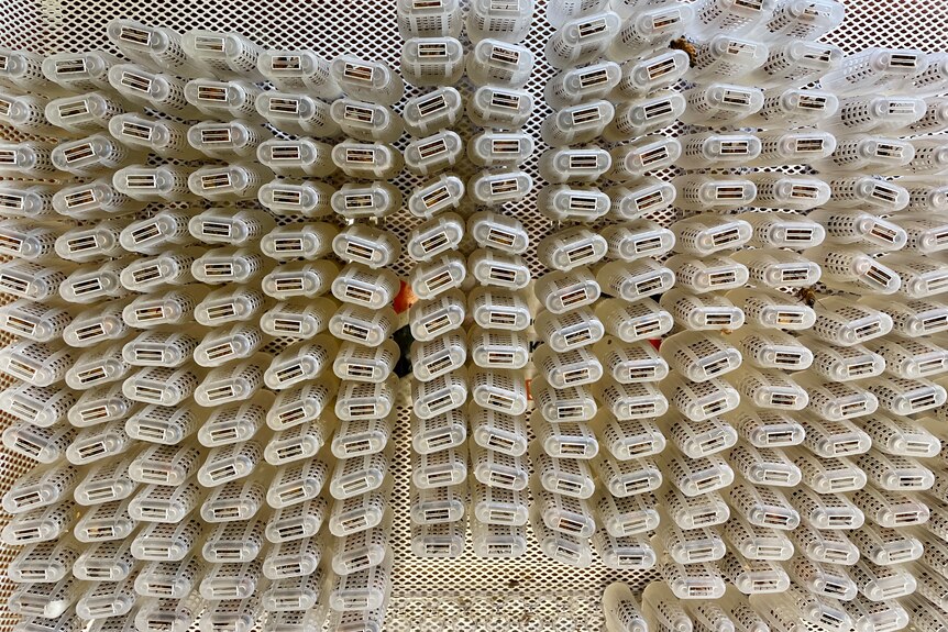 Looking down a the tops of dozens of tiny plastic cages.
