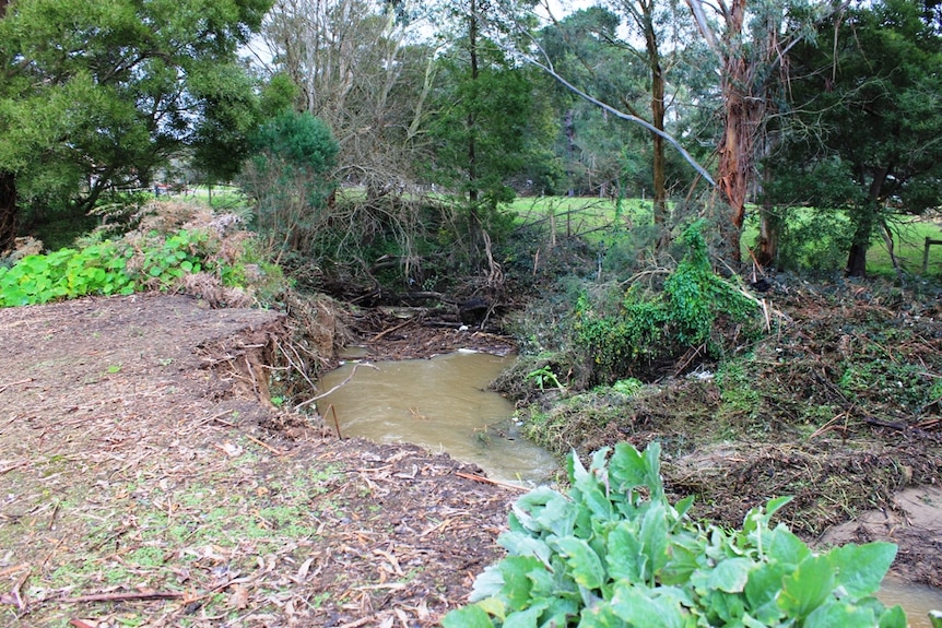 Debris build-up in Stockyard Creek at Foster, South Gippsland.