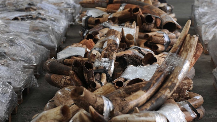 Ivory tusks seized by Hong Kong customs authorities