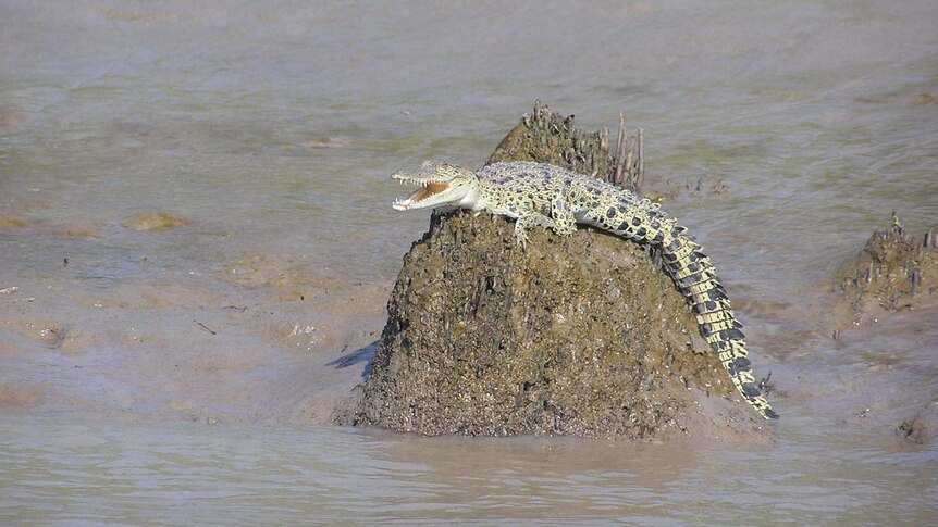 Baby crocodile sunning on a rock.