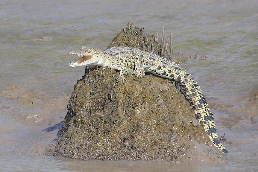 Baby crocodile sunning on a rock.