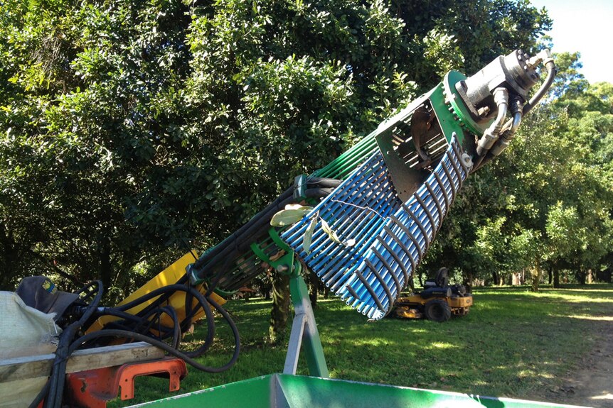Macadamia harvesting in the Nambucca Valley in northern New South Wales.