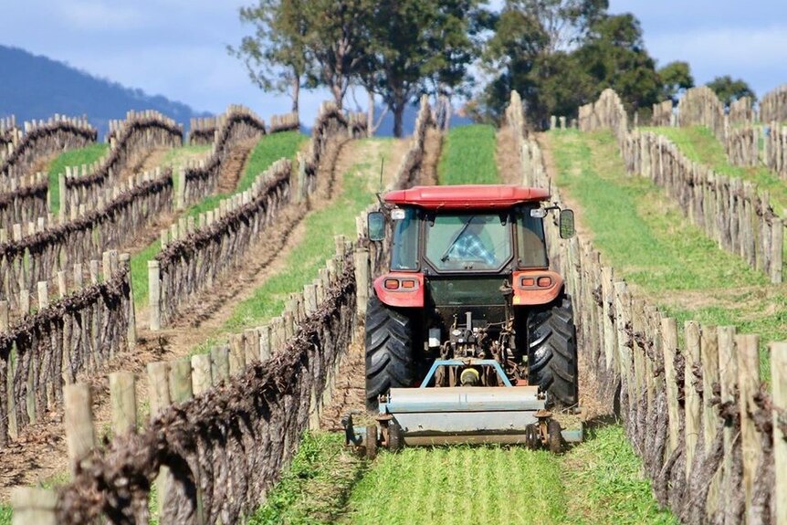 Tractor ploughing ground between vines at vineyard.