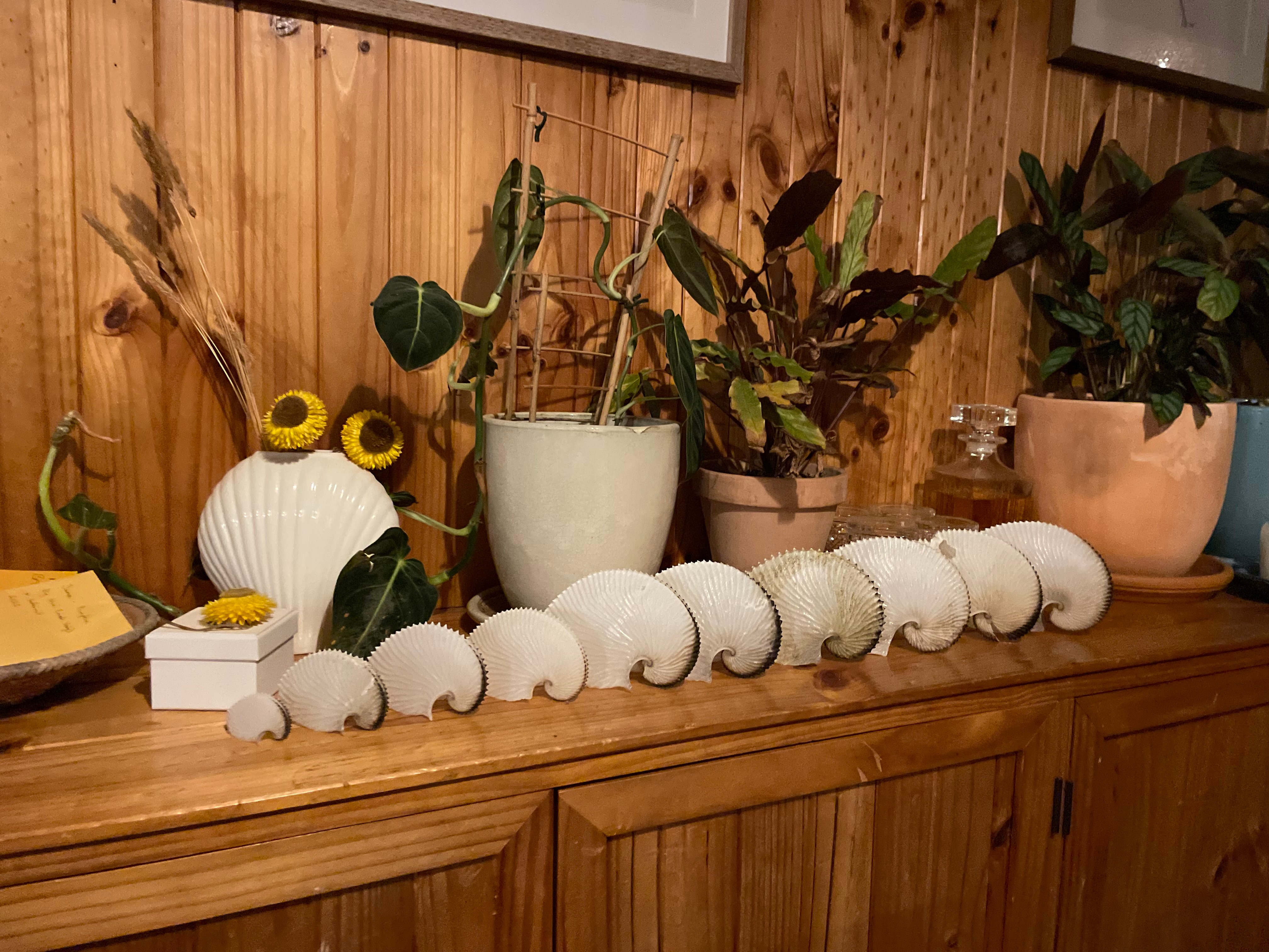 Paper nautilus shells lined up on a table.