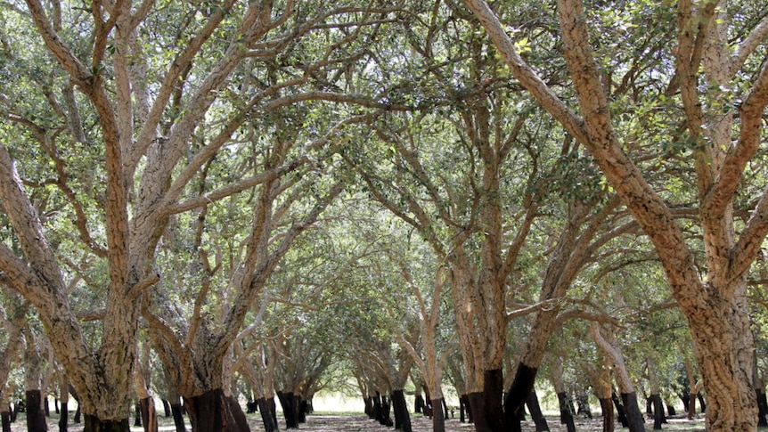 Canberra's cork oak plantation