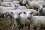Sheep in a Tasmanian property.