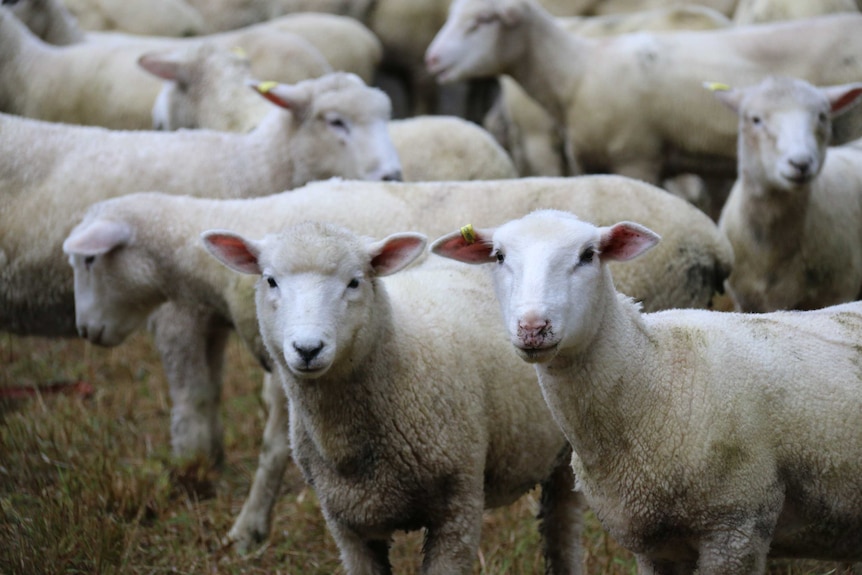 Barbers pole worms causing problems in sheep
