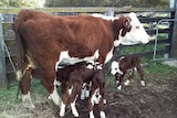 A cow stands in a paddock with four calves at her feet. Three are feeding, one is standing elsewhere.