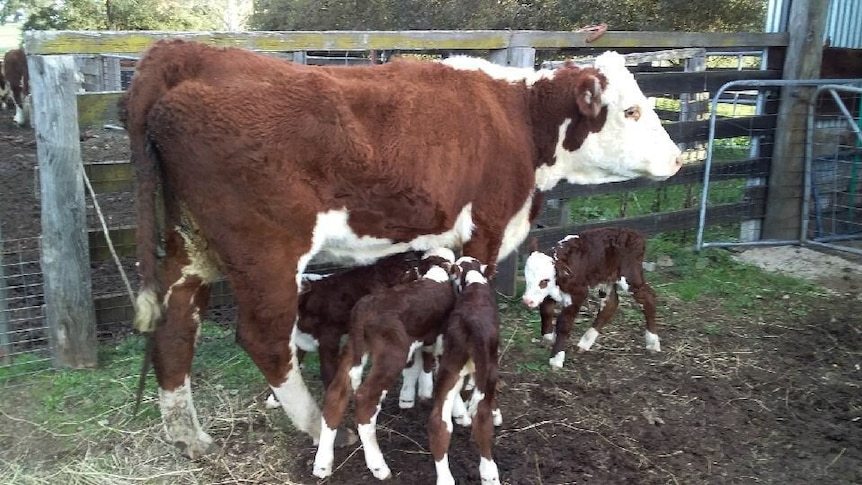 A cow stands in a paddock with four calves at her feet. Three are feeding, one is standing elsewhere.