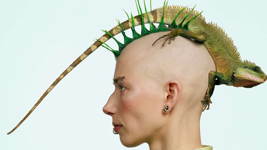 Green water-dragon perches on the shaved head of a woman with green mohawk, eyebrow, ear and lip rings.