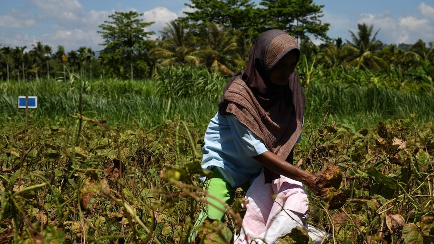 A woman harvesting in Aceh, Indonesia.