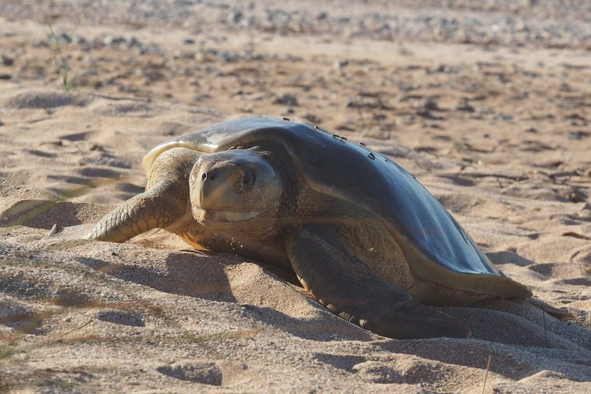 A turtle, appearing to look at the camera, makes her way up a beach with one flipper lifted as if in mid-stride