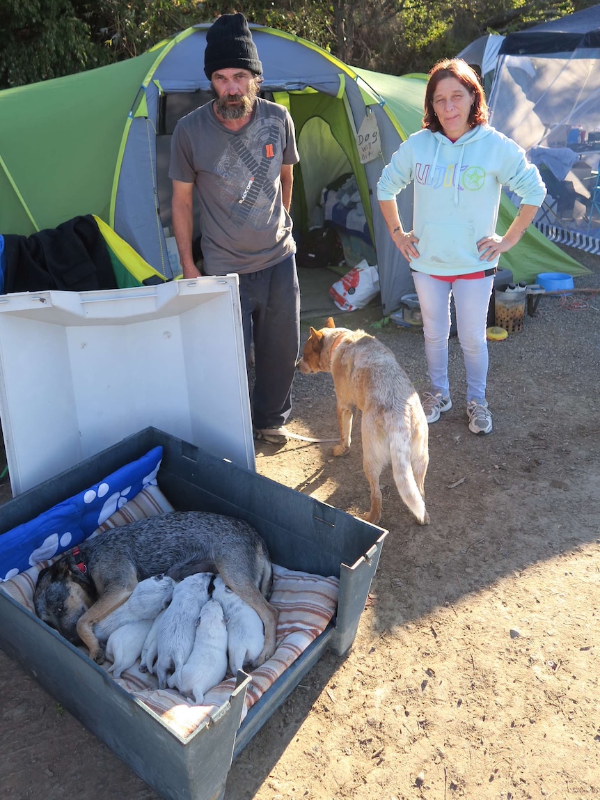 Michael Prestage and Tamika Clark with dogs and Berriedale camp.