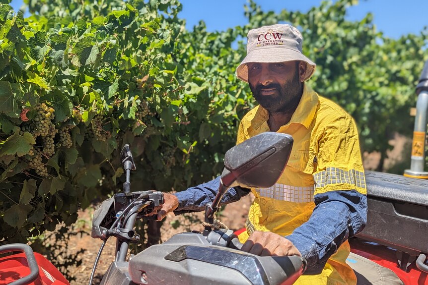 A Sikh Indian man on a red UTV wears a fluoro yellow work shirt and beige bucket hat with the CCW logo is in a vineyard 