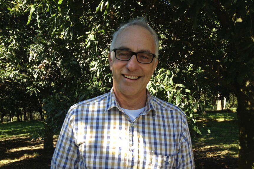 A man wearing a white and blue check shirt and glasses stands in a macadamia orchard.