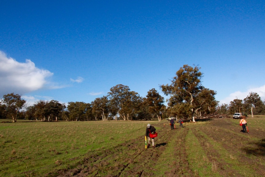 Volunteers plant trees in the field of a Kojonup farming property