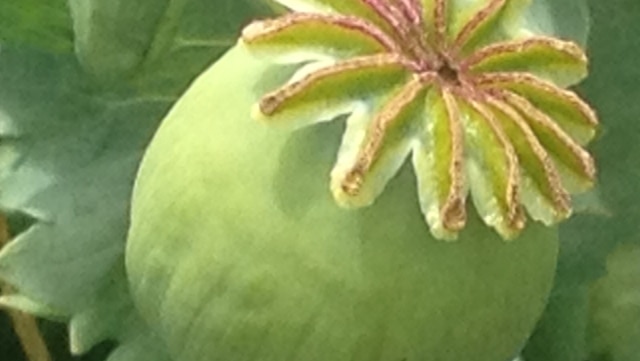 Closer view of opium poppy seed pod