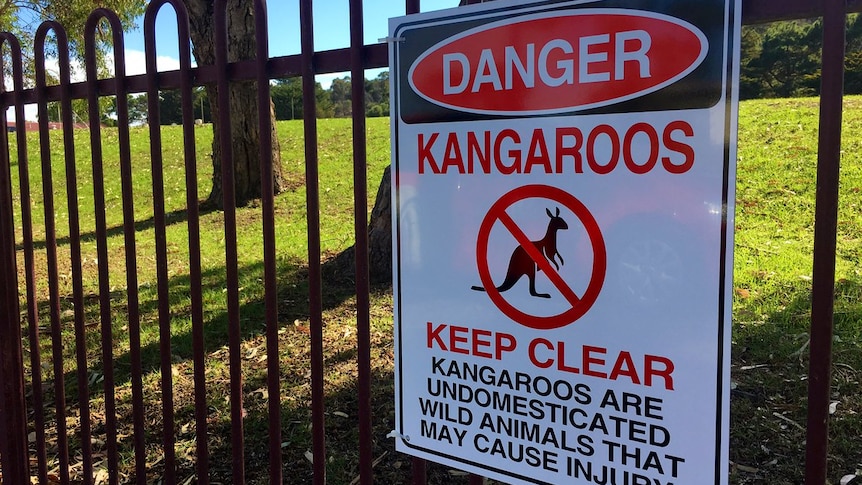 A sign warning students and staff to avoid kangaroos on school grounds.