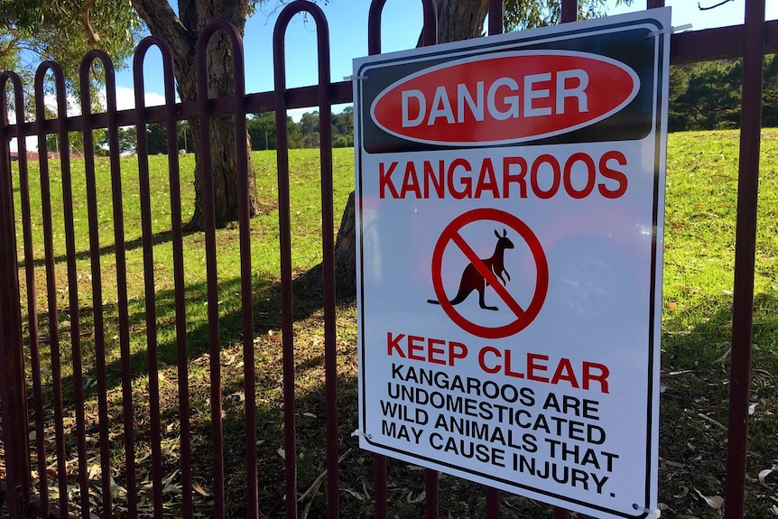 A sign warning students and staff to avoid kangaroos on school grounds.