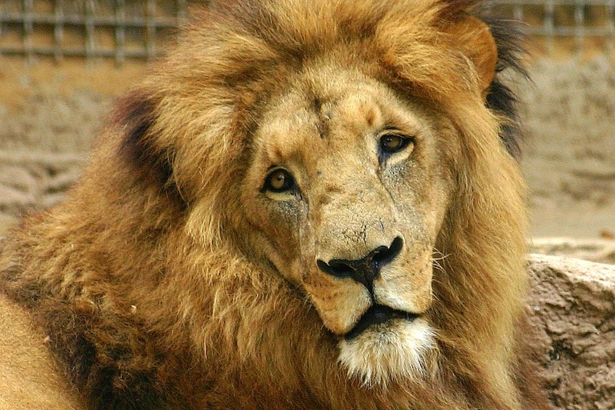 A male lion at the Barcelona Zoo in 2007.
