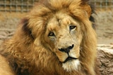 A male lion at the Barcelona Zoo in 2007.