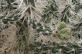 A close up of a cactus with white spots.