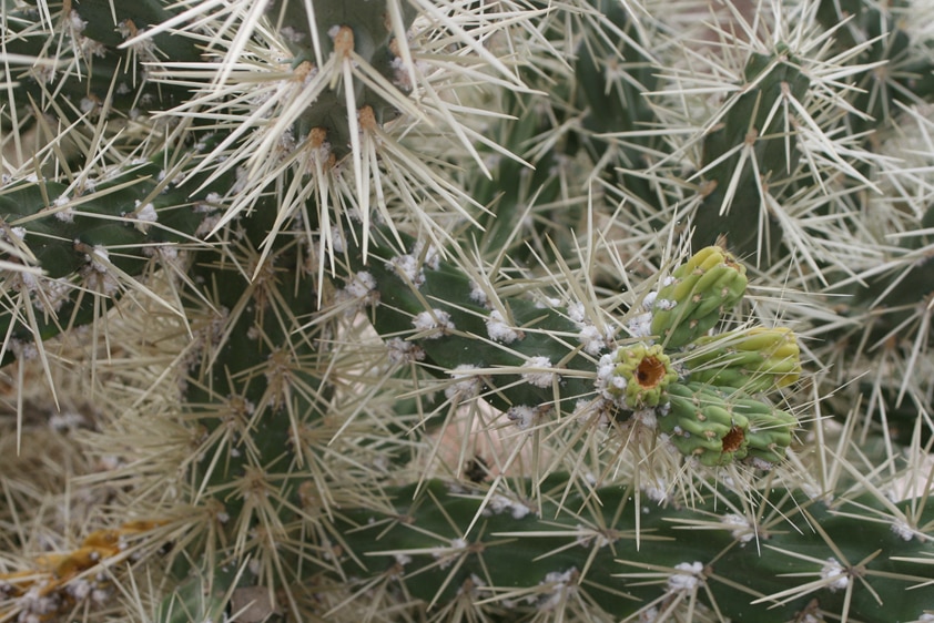 A close up of a cactus with white spots.