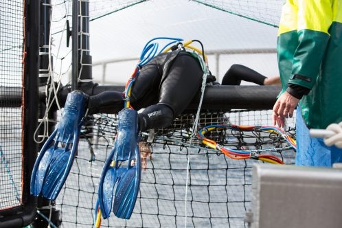 Diver entering Huon Aquaculture salmon pen, Tasmania.