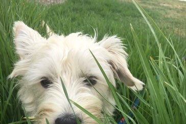 A small white dog in long grass.