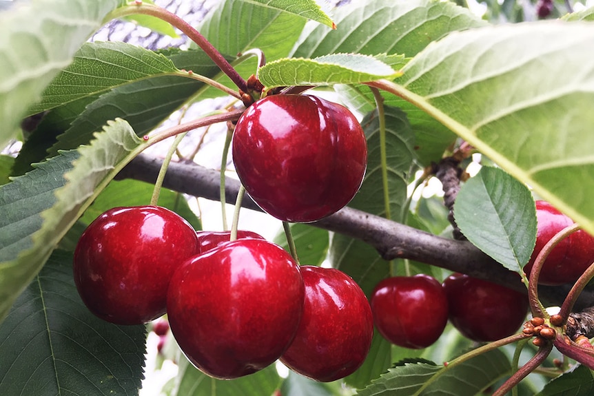 Cherries hang on trees in a Tasmanian orchard,