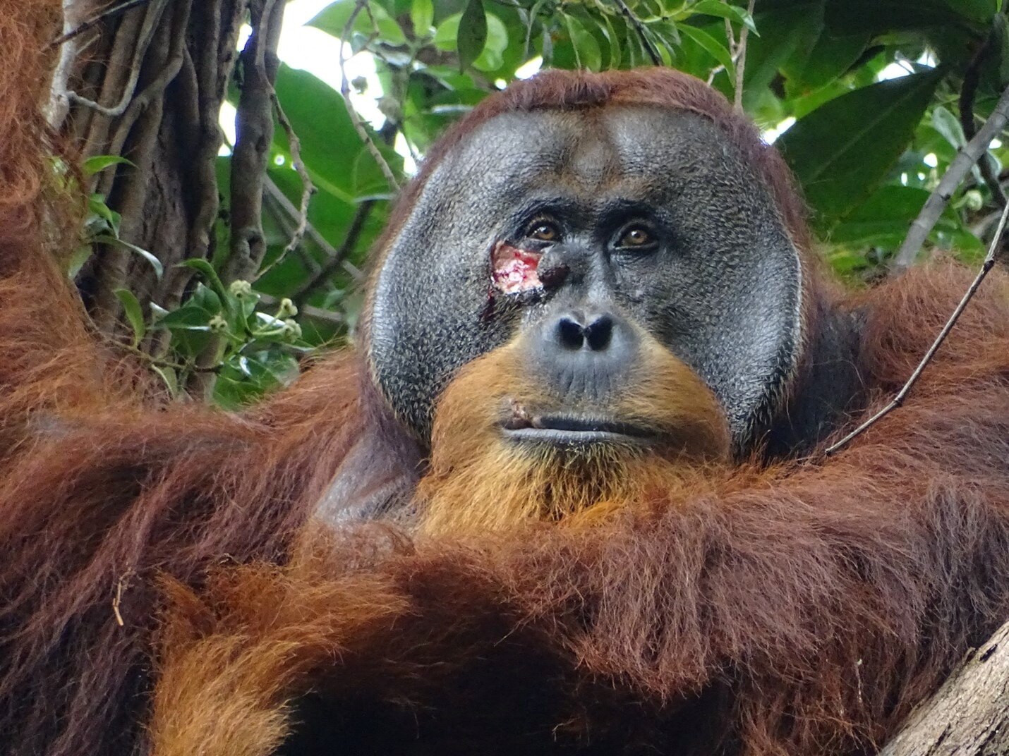 A close-up of an orangutan's face with a wound on it