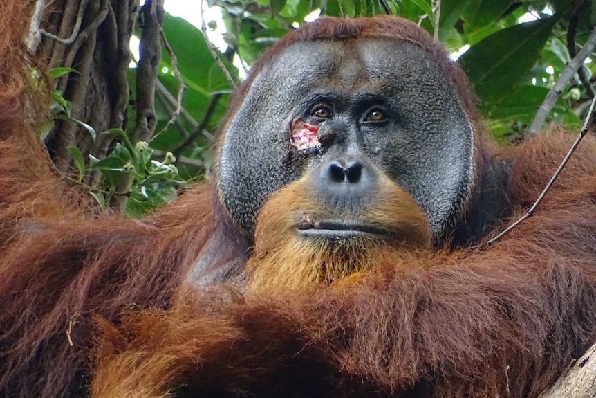 A close-up of an orangutan's face with a wound on it
