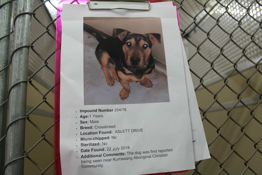 A poster of Stormy the dog in the Kalgoorlie pound.