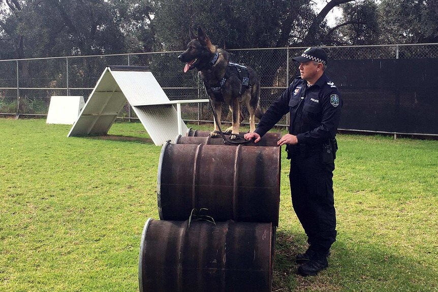 A SA Police dog wearing a new vest during training with handler.