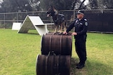 A SA Police dog wearing a new vest during training with handler.