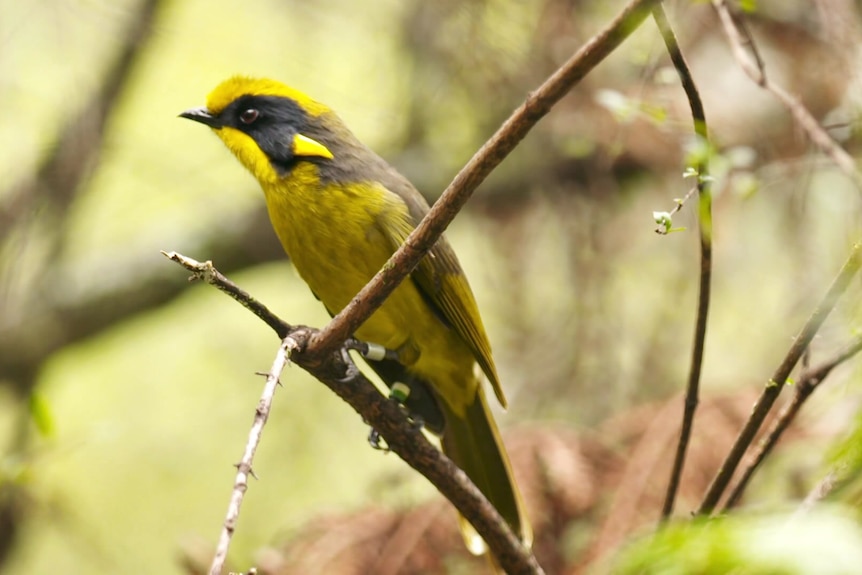 Photo of bird with yellow and black feathers.