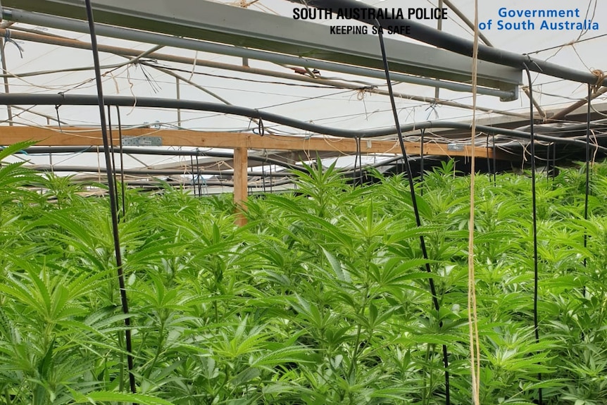 Cannabis growing with irrigation hoses overheard