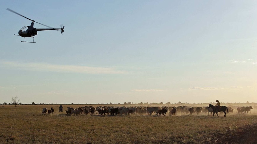a helicopter above a herd of cattle