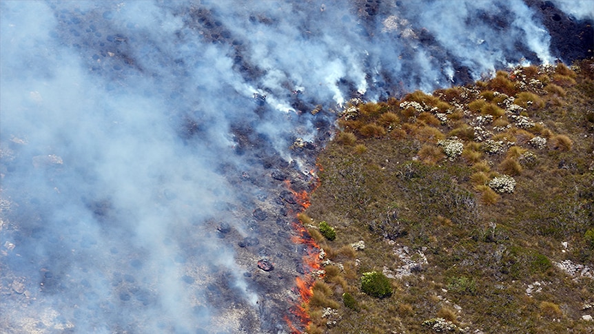 Flames burn on the ground in the Tasmanian wilderness