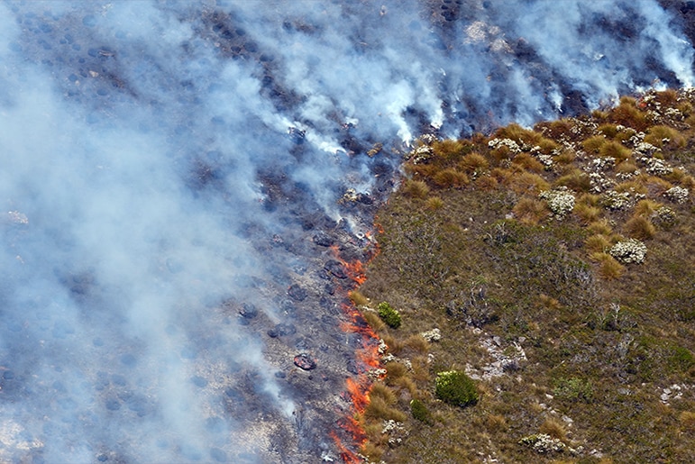 Flames burn on the ground in the Tasmanian wilderness