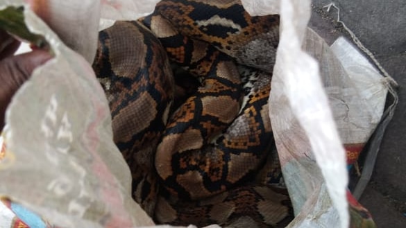 A large snake is seen curled up inside a plastic bag.
