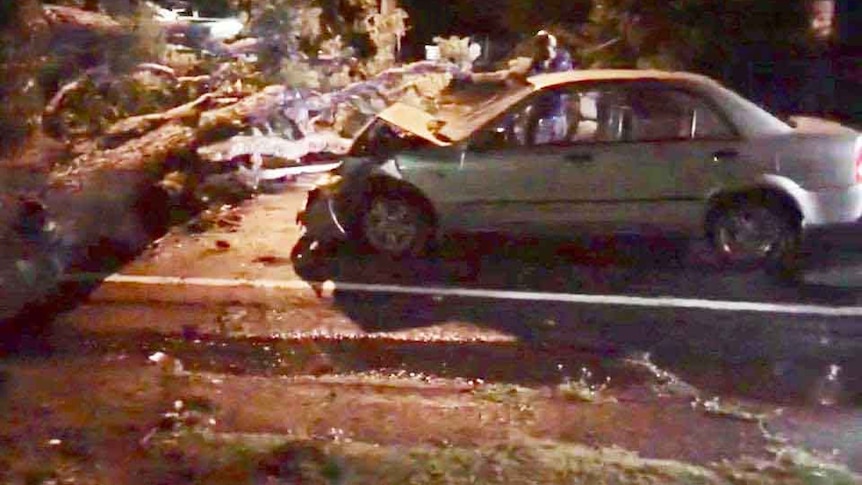 A car ran into the tree in the middle of the road, after a Jacaranda tree came down in a afternoon’s storm.