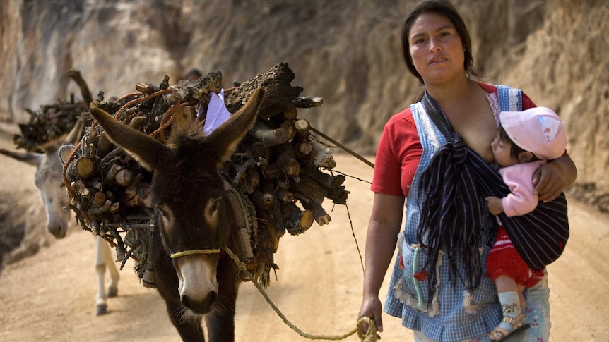 Mexican woman breastfeeds baby while leading a donkey carrying wood.