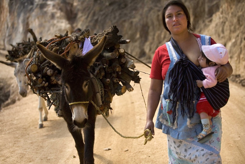 Mexican woman breastfeeds baby while leading a donkey carrying wood.