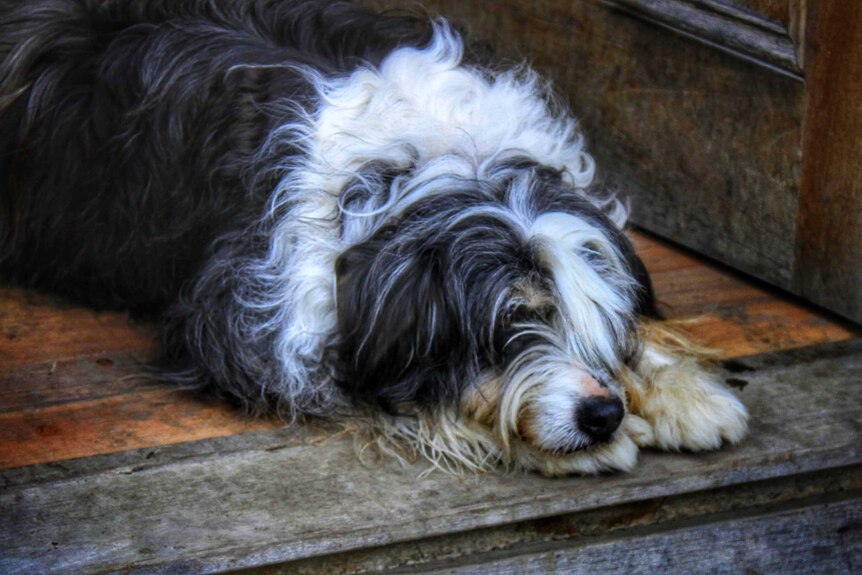 A furry dog lies on a doorstep.